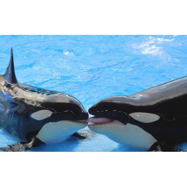 カーネルグレイガ 4K 超高画質 A4ポスター リクエスト詰め合わせ real-inter_orca-008w2