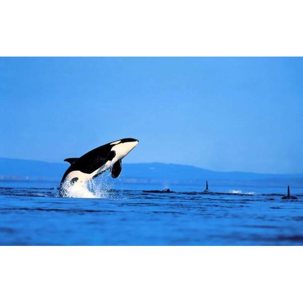 real-inter_orca-009w2