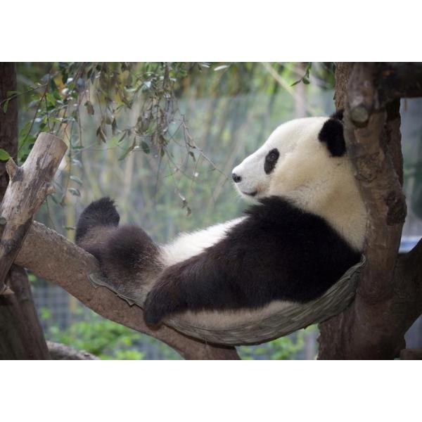 待望の再販 絵画風 壁紙ポスター 赤ちゃんパンダの兄弟 ジャイアントパンダ Panda パンダ キャラクロ Pnda 008w1 ワイド版 921mm 576mm 安いそれに目立つ Ggjapan Jp