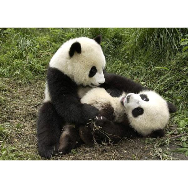 絵画風 壁紙ポスター (はがせるシール式) パンダの兄弟 子供達