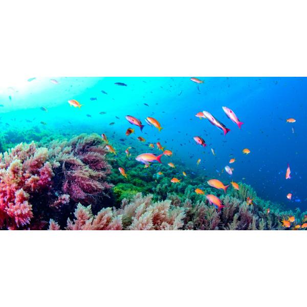絵画風 壁紙ポスター (はがせるシール式) カラフルな魚が泳ぎ回る伊豆半島の海 -水中写真家 茂野優太- キャラクロ S-UWW-006S1(パノラマS版 1152mm×576mm)