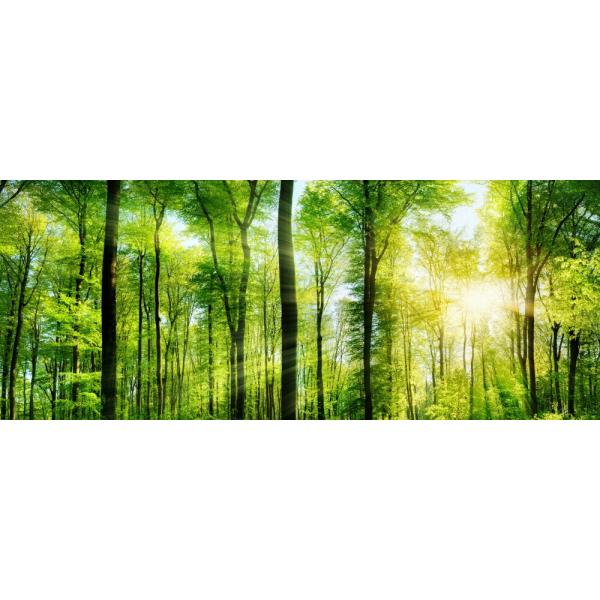 パノラマ版】竹藪 森林浴 緑 目の保養 リラックス 壁紙ポスター 115P1
