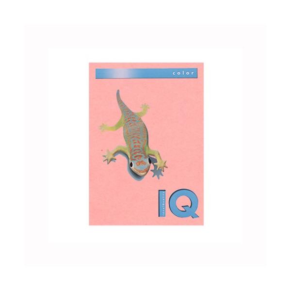 ɓ oCIgbvJ[PPC A4 sN 1  BT704 [ ItBX pi