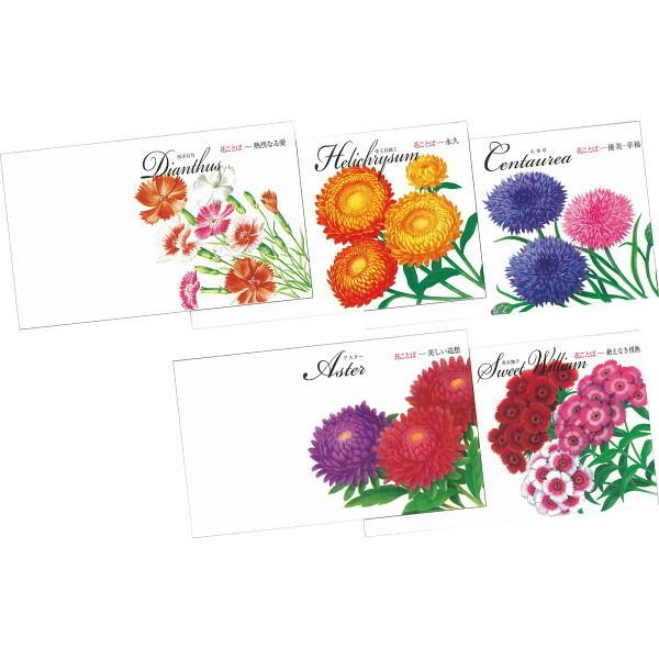 イラスト花の種子 アスター かすみ草 ヘリクリサム Spc0 色指定不可 代引不可 リコメン堂 通販 Paypayモール