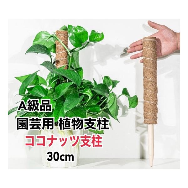 【A級品ココナッツ支柱】大型オーブン機で殺菌・乾燥させた天然ココナッツ繊維を硬くて防虫・防カビに優れたブナの木、硬くて高級な太い塩ビ管に一つ一つ丁寧に手作業で巻いたA級品のココナッツ支柱です。【ココナッツ支柱の特性】天然ココナッツの繊維から...