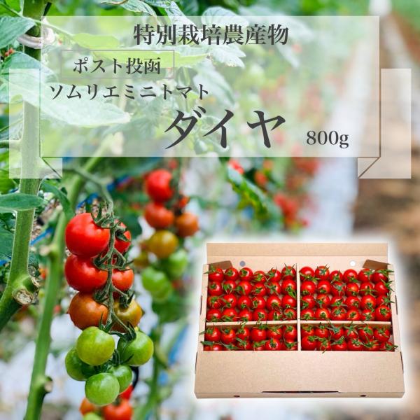 [Release date: November 1, 2025]＜商品内容＞ダイヤ・・干拓地で作っておりもともと塩トマトが出来ていたハウスで作ってみた所農家が絶賛する美味しいミニトマトが育ちました。果肉が肉厚で酸味が少ないためお子様やトマト...