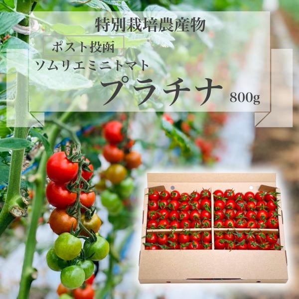 [Release date: December 10, 2025]＜商品内容＞ソムリエミニトマト　プラチナ・・・栽培方法が難しいため日本１の生産量を誇る玉名市でもわずか７件しか栽培していない希少価値が高い品種です。なかなかスーパーでは見かけ...