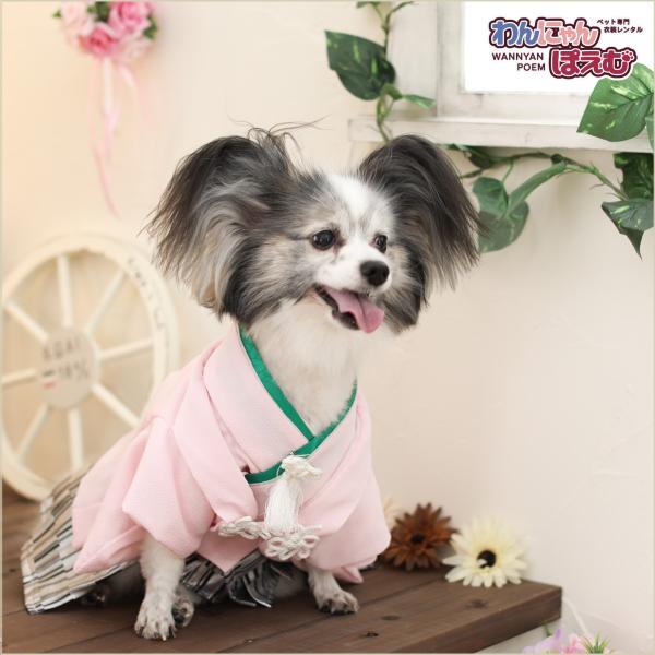 ペット着物レンタル 中型犬 男の子 dm-007 ペット衣装 犬の着物 動物衣装 往復送料無料 高級生地 かわいい 結婚式 七五三 撮影会 かっこいい「ピンクちりめん地に銀モダン袴」【おすすめ用途】 七五三・初詣・結婚式・イベント・撮影会な...