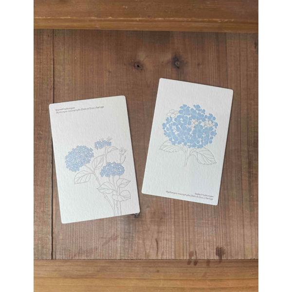 ポストカード おしゃれ 絵葉書 手紙 植物 花 フラワー 活版印刷 紫陽花 あじさい アジサイ プロペラスタジオ