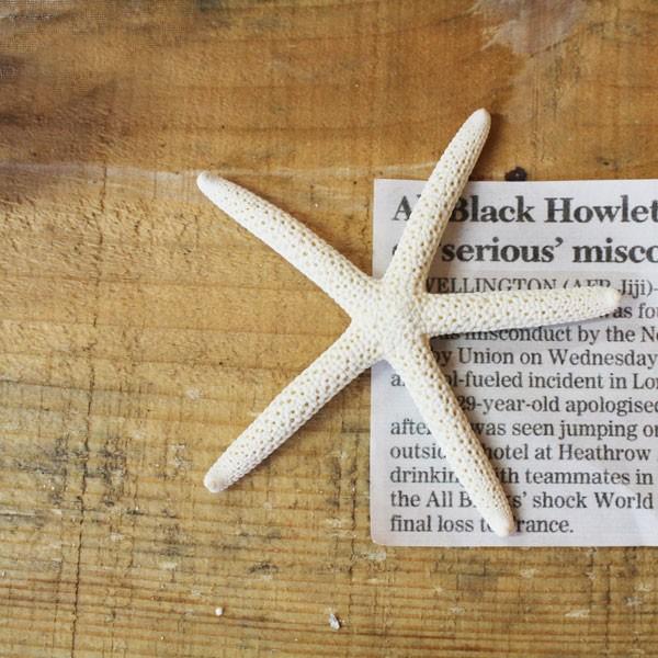 ヒトデ スターフィッシュ 約8 10cm インテリアや工作にオススメ Starfish M 雑貨のお店ルポゼ神戸 通販 Yahoo ショッピング