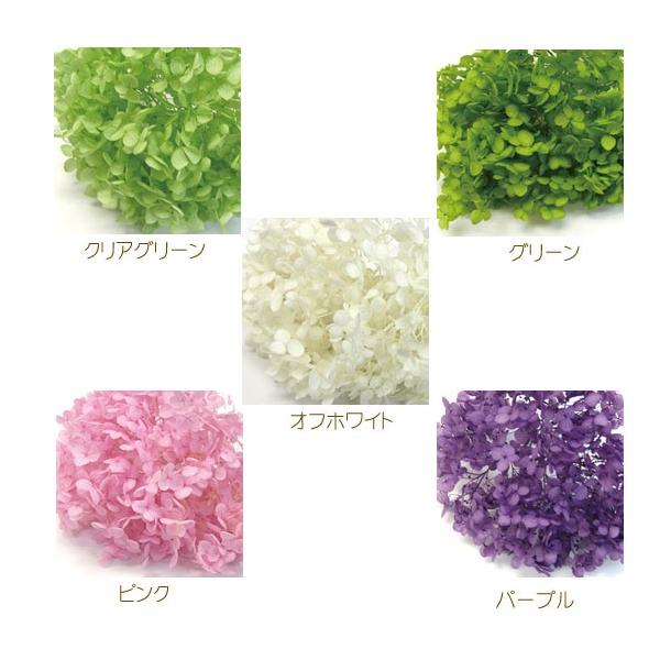 アレンジの副素材に。使いやすい少量（約1/3）パック[大地農園　Preserving]　※入荷時期により画像と色が異なる場合がございます。予めご了承くださいませ。※現在グリーンは抹茶のような色味となっております。