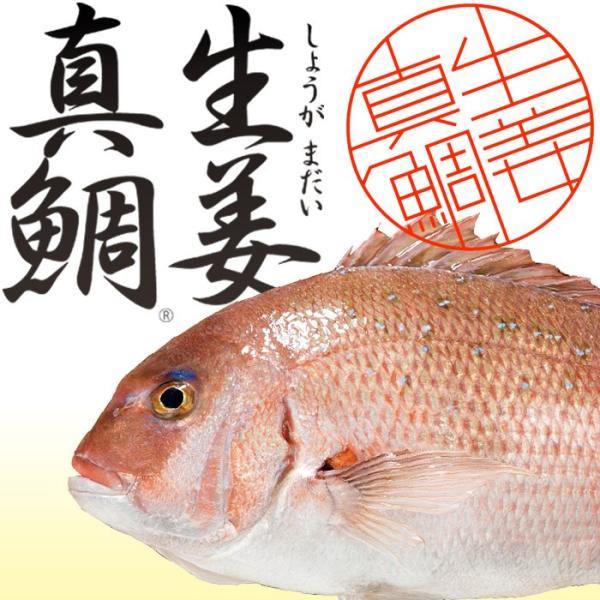 TV青空レストランで紹介 高知県産 生姜真鯛１尾(約1.5kg) 尾頭付 贅沢加工 下処理済 美味しい魚 産地直送 お取り寄せ グルメ ギフト 御礼 祝 御中元 送料無料