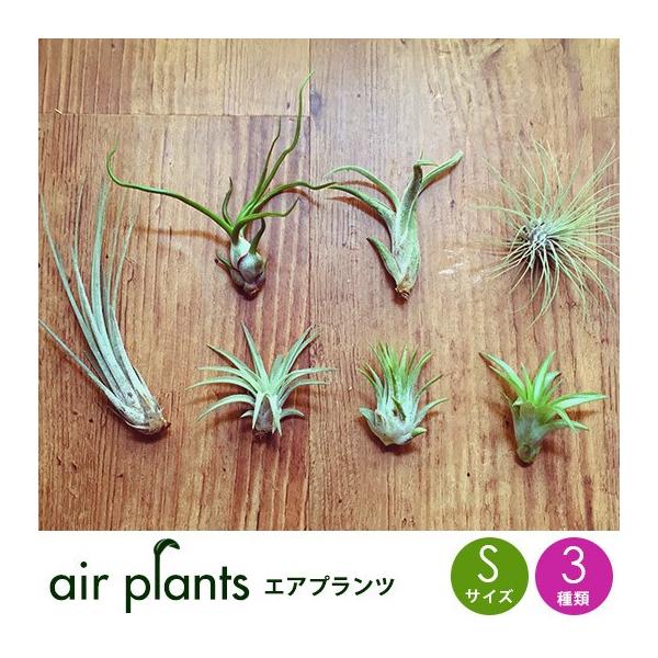 選べる3種 エアプランツ 観葉植物 Sサイズ ミニ 植物 チランジア エアープランツのレビュー クチコミとして参考になる投稿4枚 Roomclip Item