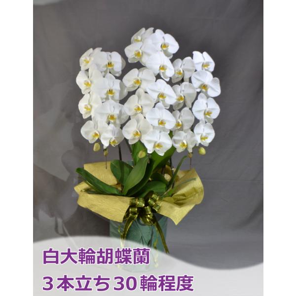 生花 3本立ち 胡蝶蘭の人気商品 通販 価格比較 価格 Com