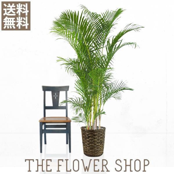 ϗtA  AJV F150-170cm كJS