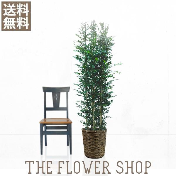 観葉植物 おしゃれ シルクジャスミン 高さ 約150 170cm 籐カゴ Dg 005 The Flower Shop 通販 Yahoo ショッピング