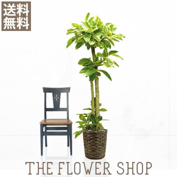 観葉植物 おしゃれ アルテシマゴム 高さ 約150 170cm 籐カゴ The Flower Shop 通販 Paypayモール