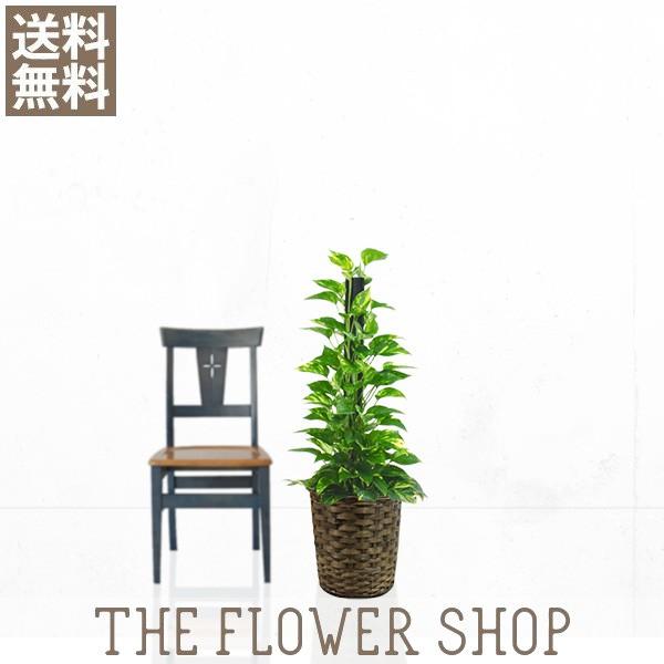 観葉植物 おしゃれ ポトス 高さ 約70 90cm 籐カゴ The Flower Shop 通販 Paypayモール