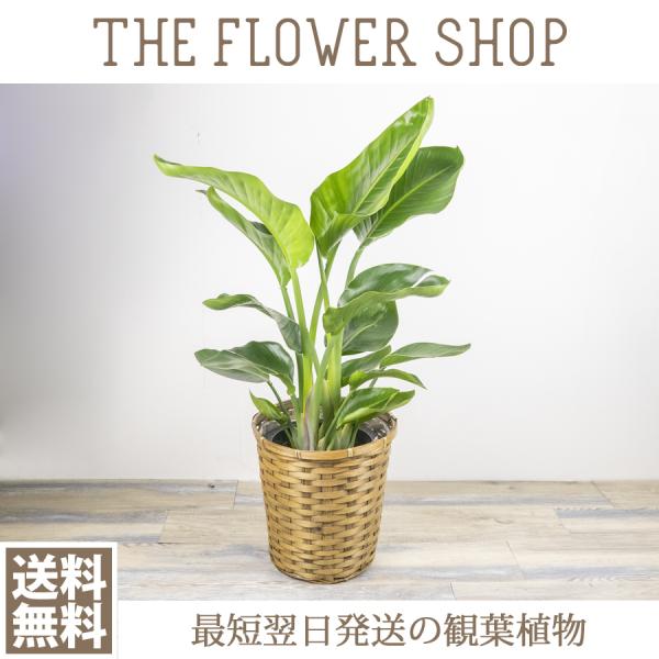 ϗtA  I[KX^ F80-100cm كJS