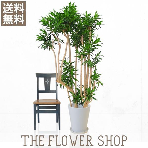 観葉植物 おしゃれ ソングオブジャマイカ 高さ 約150 170cm 陶器鉢 Buyee Buyee Japanese Proxy Service Buy From Japan Bot Online