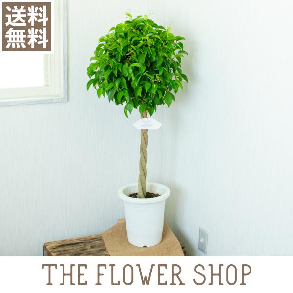 観葉植物 おしゃれ ベンジャミントピアピー 高さ 約80 100cm プラ鉢 The Flower Shop 通販 Paypayモール