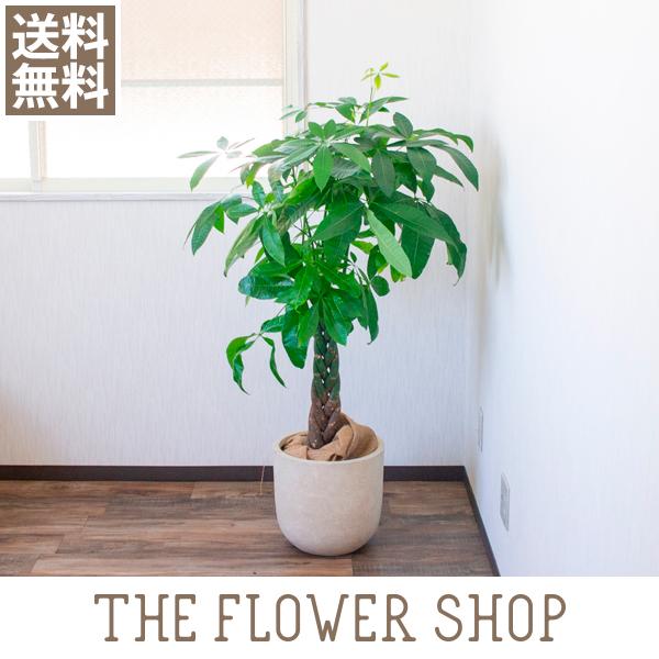 観葉植物 おしゃれ パキラ 高さ 約80 100cm プラ鉢 The Flower Shop 通販 Paypayモール