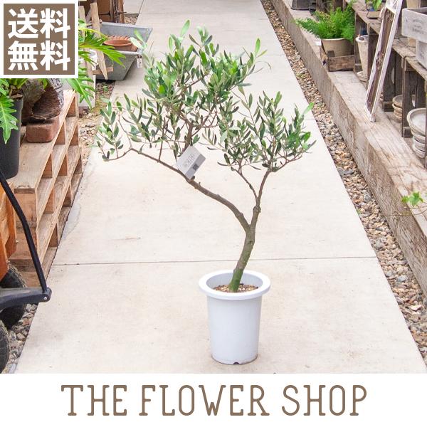 観葉植物 シンボルツリー おしゃれ 創樹のオリーブ 7号 80 100cm The Flower Shop 通販 Paypayモール