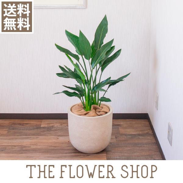 観葉植物 おしゃれ ストレリチア レギネ 高さ 約80 100cm プラ鉢 Strelitzia Reginae The Flower Shop 通販 Yahoo ショッピング