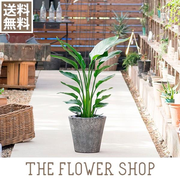 観葉植物 おしゃれ オーガスタ 高さ 約80 100cm 陶器鉢 Ypt Or Id
