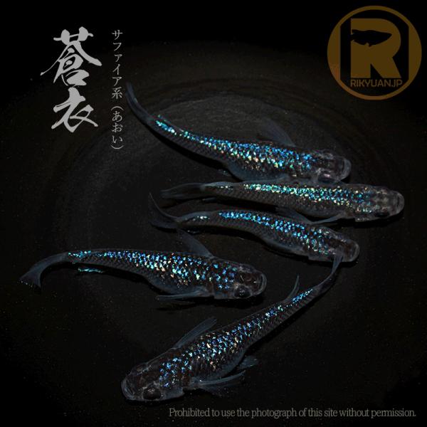 サファイア系 メダカ/ 蒼衣〈２ペア〉/めだか処 利久庵/生体 成魚