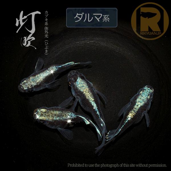 灯吹 ダルマ系〈2ペア〉/めだか処 利久庵/生体 成魚