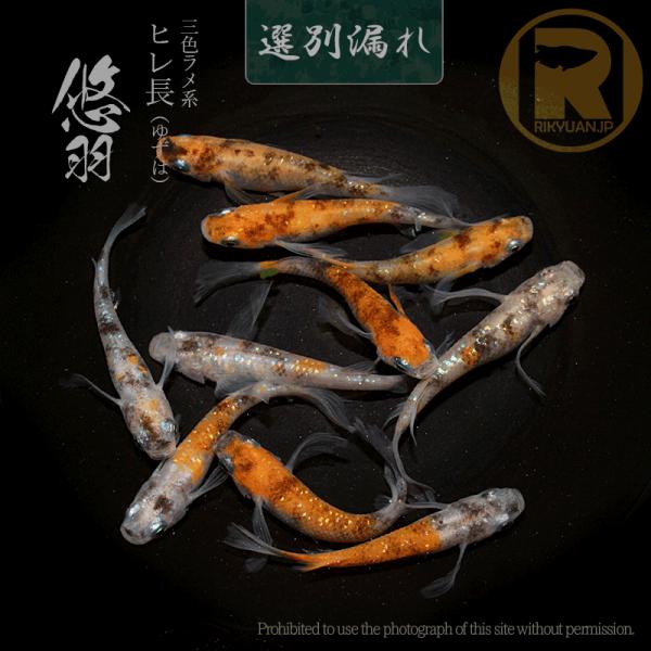 ヒレ長 三色めだか入門セット 悠羽〈5ペア〉/産卵サイズの生体 成魚 三色 紅白 ラメ