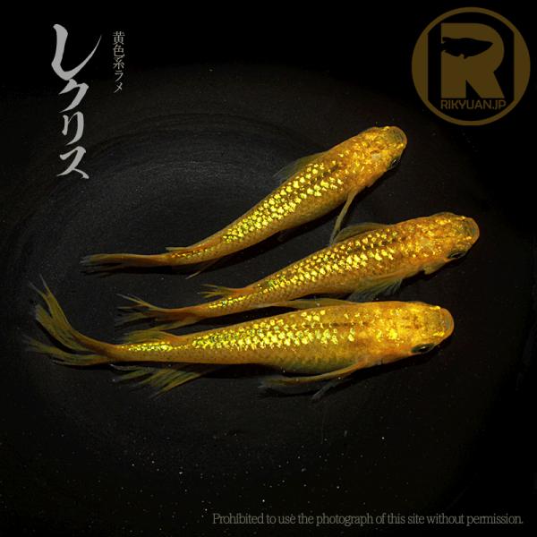 黄色なメダカ/ レクリス〈２ペア〉/めだか処 利久庵/生体 成魚