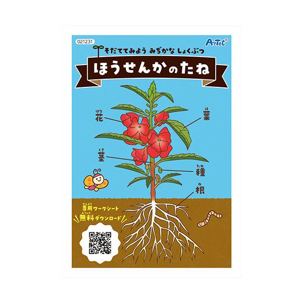 ARTEC ほうせんかの種(幼保教材) ほうせんかを育てるセットワークシートをダウンロードして成長の記録が取れる ATC21231
