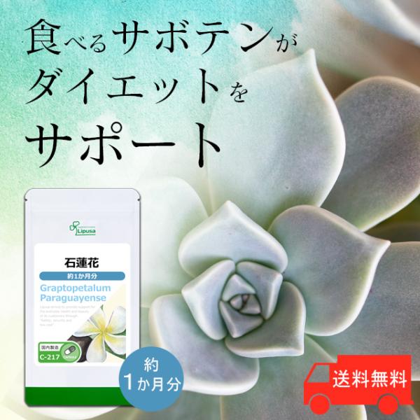 石蓮花(セキレンカ)とは景天科に属するサボテンの一種で、美しい花を咲かせます。原産地である中国南部の広西チワン族自治区は、世界で長寿集落として有名です。ギムネマはインド南部、インドネシア、中国南西部など熱帯から亜熱帯地方にかけて広く分布する...