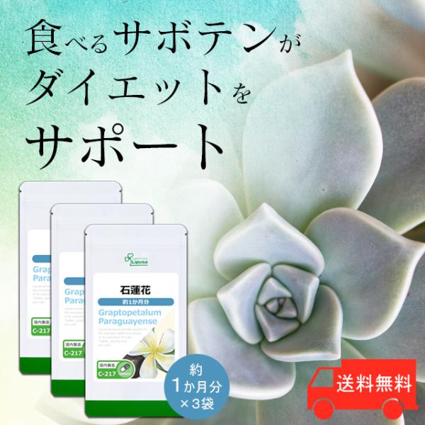 石蓮花(セキレンカ)とは景天科に属するサボテンの一種で、美しい花を咲かせます。原産地である中国南部の広西チワン族自治区は、世界で長寿集落として有名です。ギムネマはインド南部、インドネシア、中国南西部など熱帯から亜熱帯地方にかけて広く分布する...