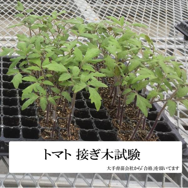 �ڂ��؃N���b�v �y100��/���a1.8mm�Ή����a1.8�`2.1mm�z���{�� RIRAI �i�X�� �ڂ��� �c �c�c �ږ� �ǐՉ\ �l�R�|�X���� ���i�摜5