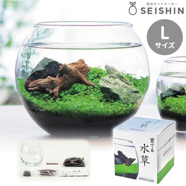 商品詳細種から育てる水草球体のガラス鉢に光が差し込み、いっそう潤いを増す水草のある空間。美しいアクアリウムや水槽に憧れはあっても、インテリアに取り入れるのは難しいというイメージを持っていませんか？「育てる水草」はそんな水景を作り上げるまでに...