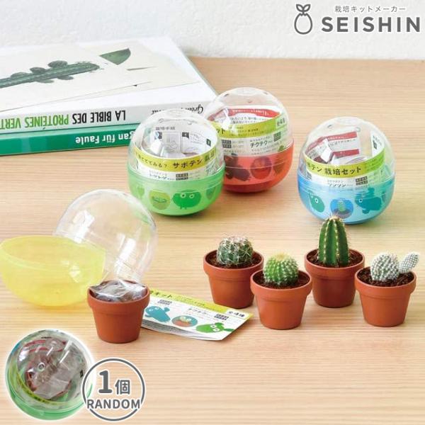 商品詳細種をまいてサボテンを育てる栽培セット♪サボテンを育てる栽培セットがガチャカプセルに入ったアイテムです！どのサボテンが入っているかは開けてからのお楽しみ！種をまいて、芽が出て、トゲが生えて…ゆっくり生長する姿をあたたかく見守ってくださ...