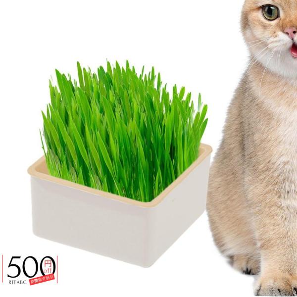 残1。子猫のプランター イギリス製 残1。子猫のプランター イギリス製