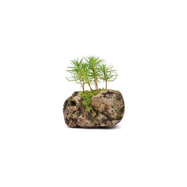 苔玉 黒松 石付き 観葉植物 盆栽 Buyee Buyee 提供一站式最全面最專業現地yahoo Japan拍賣代bid代拍代購服務 Bot Online