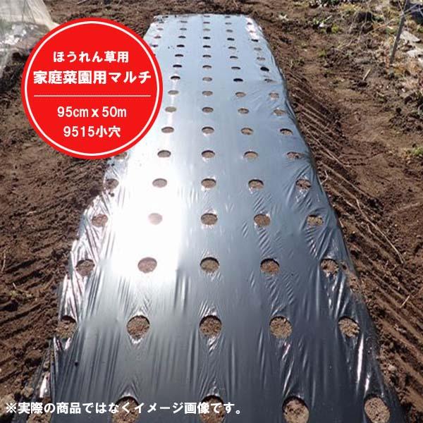 家庭菜園用マルチ ほうれん草用 95cmｘ50m 9515小穴