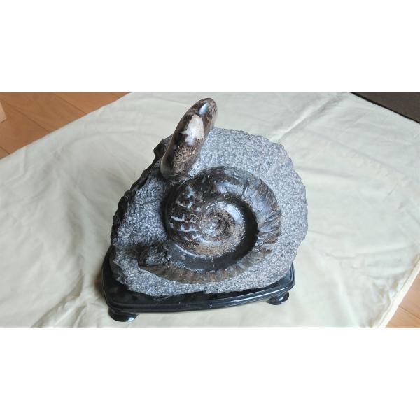 北海道アンモナイト　希産種 北海道アンモナイト 希産種 北海道アンモナイト 希産種 Yahoo