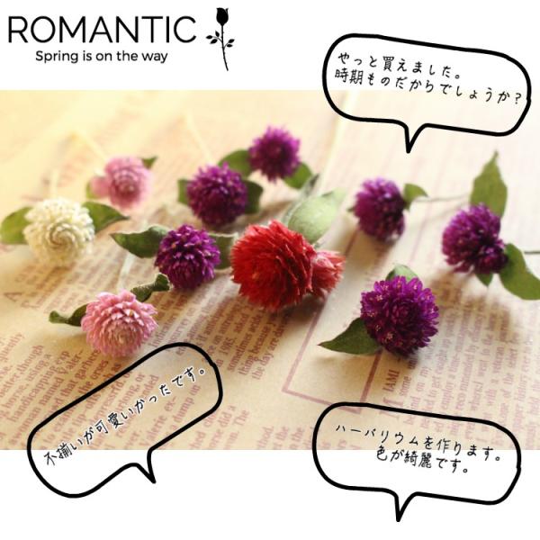 千日紅 ドライフラワー ３グラム 花材 ハーバリウム 素材 ヘリクリサム 帝王貝細工 セット 詰め合わせ ハンドメイド Sen 1 Romantic 通販 Yahoo ショッピング