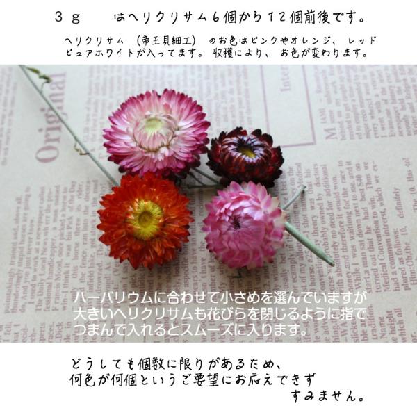 千日紅 ドライフラワー ３グラム 花材 ハーバリウム 素材 ヘリクリサム 帝王貝細工 セット 詰め合わせ ハンドメイド Sen 1 Romantic 通販 Yahoo ショッピング