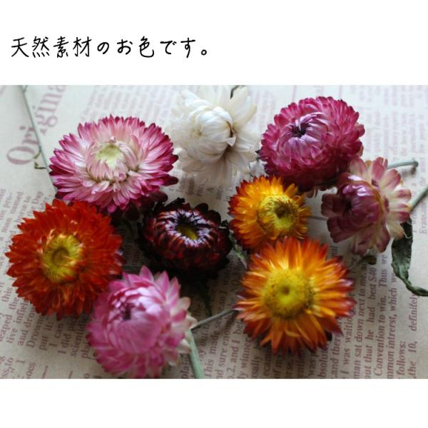 千日紅 ドライフラワー ３グラム 花材 ハーバリウム 素材 ヘリクリサム 帝王貝細工 セット 詰め合わせ ハンドメイド Sen 1 Romantic 通販 Yahoo ショッピング