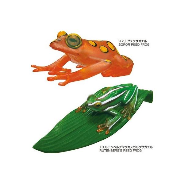 立体図鑑リアルフィギュアボックス フロッグ カエル Buyee Buyee 日本の通販商品 オークションの代理入札 代理購入