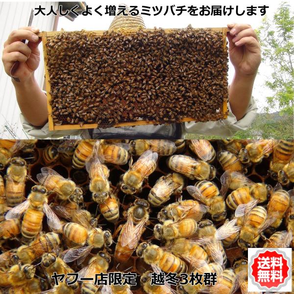予約順 西洋蜜蜂群1箱 巣枠3枚 引き取りのみ 7月頃まで