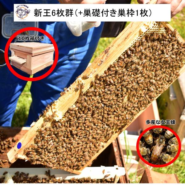 蜂の巣箱　中古　3箱まとめて 楽天市場】日本蜜蜂 巣箱 ニホンミツバチ 日本みつばち 重箱式巣箱 3段