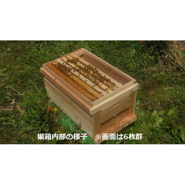 山田くんの種蜂 新王6枚群 従来型巣箱付き 21 山田くんの養蜂場 西洋蜜蜂販売店 通販 Yahoo ショッピング